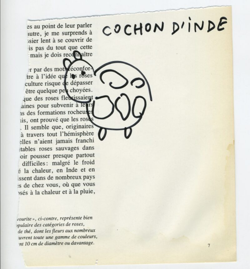 Cochon d’Inde