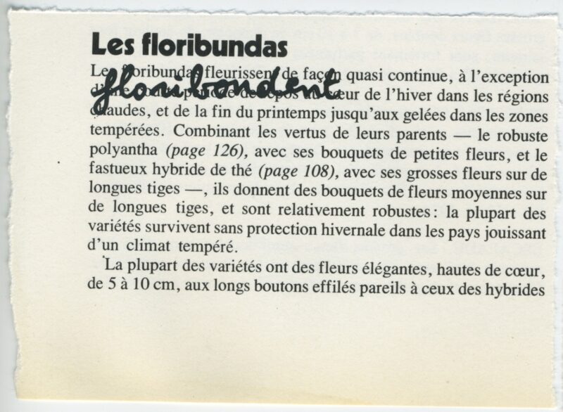 Les Floribundas